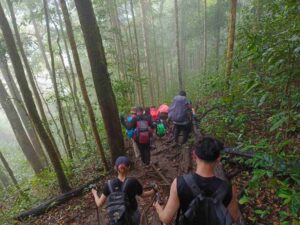 Rinjani Tropical Rain Forest